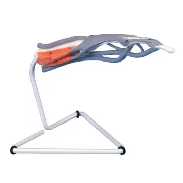 3B Scientific Innerer Aufbau der Finger