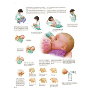 3B Scientific Wandplatte Stillen