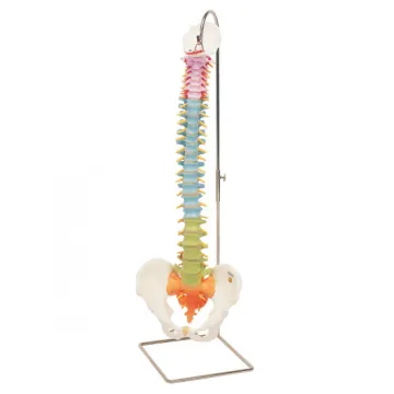 3B Scientific spine didaktisch flexibel in Farbe